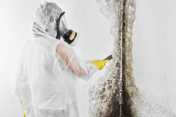 Best Fast Mold Removal  in Chrisman, IL