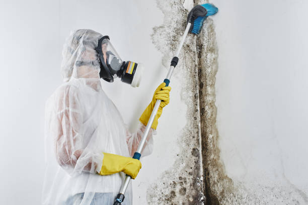 Best Office Mold Removal Services  in Chrisman, IL