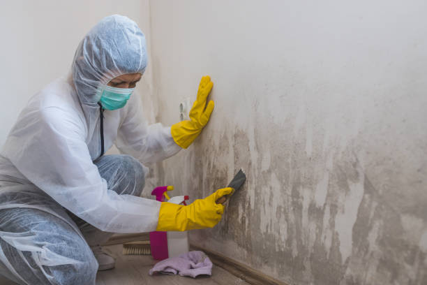 Mold Removal Process in Chrisman, IL