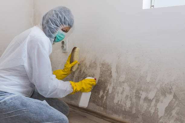 Best Emergency Mold Removal  in Chrisman, IL