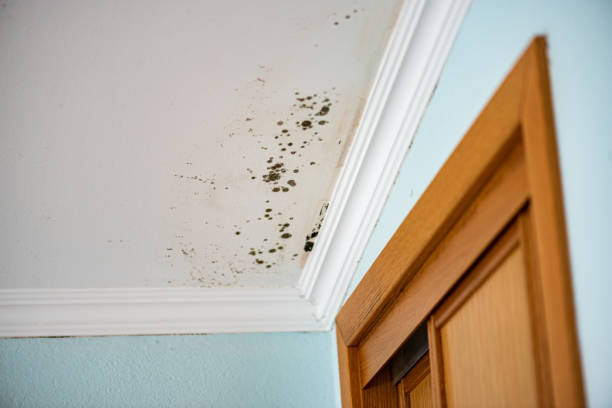 Best Water Damage Restoration  in Chrisman, IL