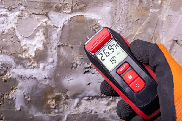 Best Same-Day Mold Removal  in Chrisman, IL