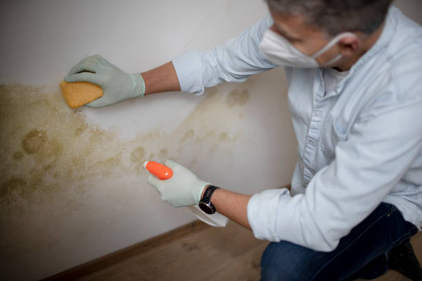 Best Toxic Mold Removal  in Chrisman, IL