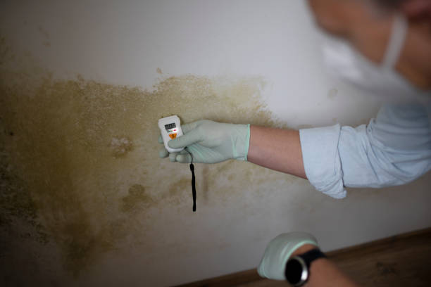 Best Professional Mold Removal  in Chrisman, IL