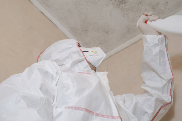 Best Local Mold Removal Service  in Chrisman, IL