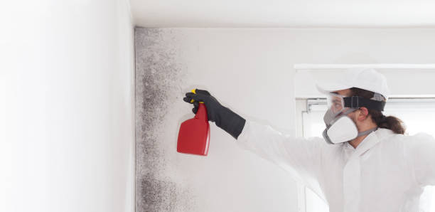Best Crawl Space Mold Removal  in Chrisman, IL