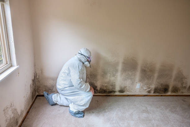 Reliable Chrisman, IL Mold Removal Solutions