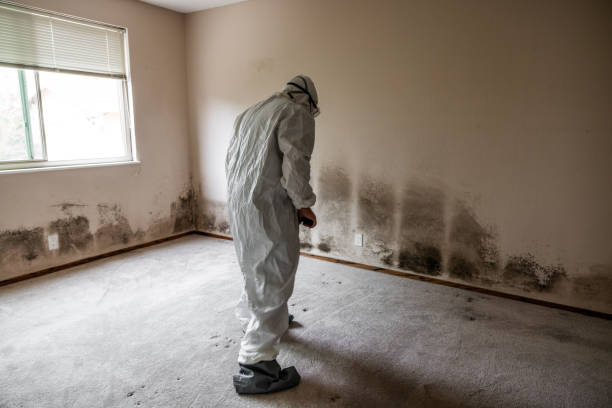 Best Affordable Mold Removal  in Chrisman, IL
