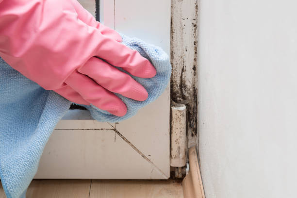 Best Mold Removal Process  in Chrisman, IL