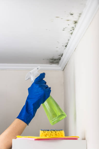 Best Mold Cleaning Services  in Chrisman, IL